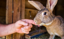 Čo by ste mali vedieť, ak chováte králiky